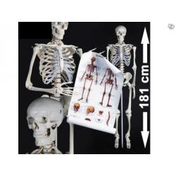 Nytt 181 cm anatomi skelett & affisch